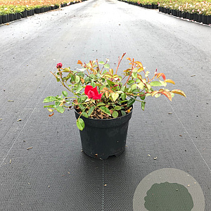 Rosa (H) Mainaufeuer GM rozenpot 3L