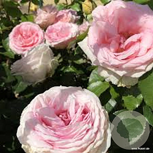 Rosa (T) Meine Rose GM rozenpot 4L