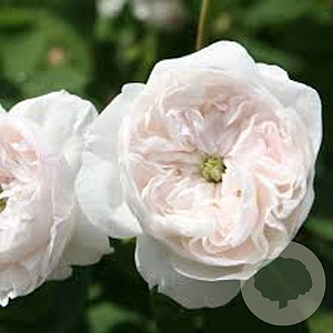 Rosa (H) 'Mme Hardy' GM rozenpot 4L
