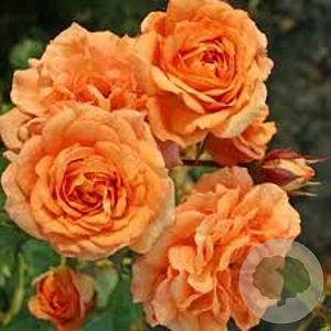 Rosa (F) Orangerie AA. kwaliteit wortelgoed