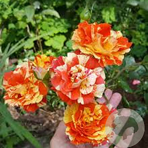 Rosa (H) Oranges and Lemons GM rozenpot 3L