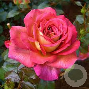 Rosa (T) Parfum de Grasse AA. kwaliteit wortelgoed