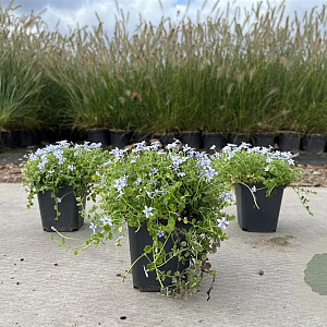 Isotoma fluviatilis GM P9