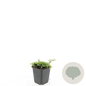 Isotoma fluviatilis GM P9