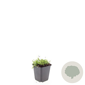 Isotoma fluviatilis GM P9