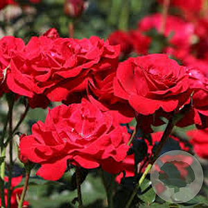 Rosa (F) 'Nina Weibull' GM rozenpot 3L