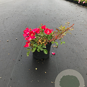 Rosa (H) Red Meidiland GM rozenpot 3L