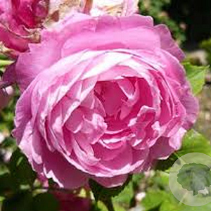 Rosa 'Reine Victoria' GM rozenpot 4L
