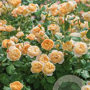 Rosa (H) Roald Dahl GM rozenpot 4L