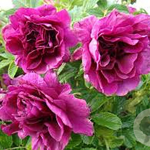 Rosa (H) 'Roseraie de L'Haÿ' GM rozenpot 4L