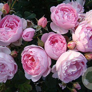Rosa (H) Scepter d'Isle GM rozenpot 4L