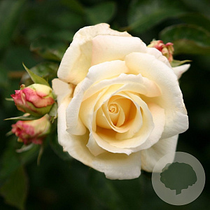 Rosa (K) Schneewalzer GM rozenpot 4L