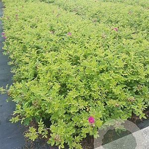 Rosa (H) Short Track GM rozenpot 3L