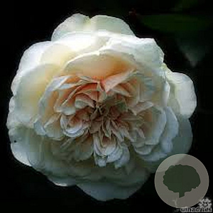 Rosa 'Sombreuil' GM rozenpot 4L