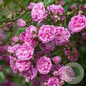 Rosa (RA) Super Dorothy A kwaliteit wortelgoed vanaf 2 tak