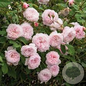 Rosa (K) The Albrighton Rambler GM rozenpot 4L