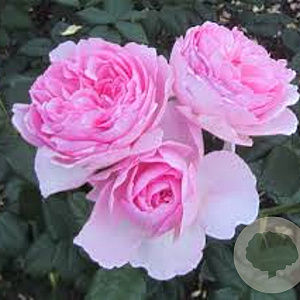 Rosa (H) The Ancient Mariner GM rozenpot 4L