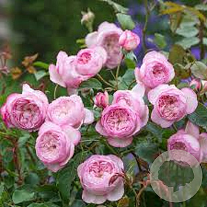 Rosa (H) The Mill on the Floss GM rozenpot 4L