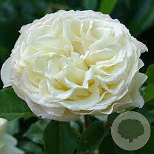 Rosa (F) Tobago GM rozenpot 4L