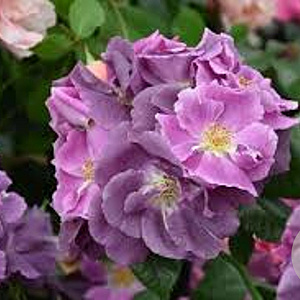 Rosa (K) 'Veilchenblau' GM rozenpot 4L