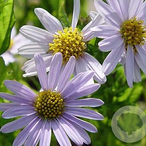 Kalimeris incisa 'Blue Star' GM P9