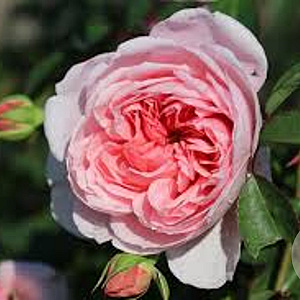 Rosa (H) Wisley 2008 GM rozenpot 4L