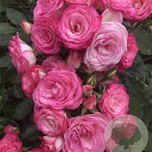 Rosa (F) Xenia GM rozenpot 3L