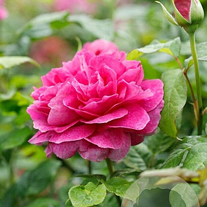 Rosa (H) Young Lycidas GM rozenpot 4L