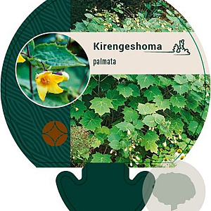 Kirengeshoma palmata GM P9