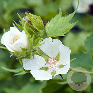 Kitaibela vitifolia GM P9