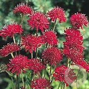 Knautia m. 'Red Knight' GM P9