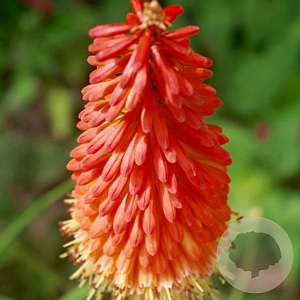 Kniphofia Fire Glow GM P9