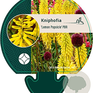 Kniphofia 'Lemon Popsicle' GM P9