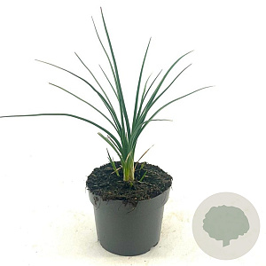 Kniphofia 'Mango Popsicle' GM 2,0L