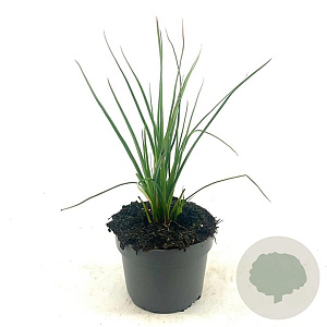 Kniphofia 'Redhot Popsicle' GM 2,0L