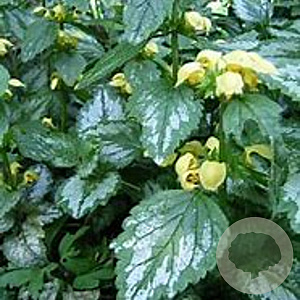 Lamiastrum gal. 'Kirkcudbr. Dwarf' GM P9