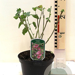 Lavatera 'Bredon Springs' 30-40 cm 3,0L