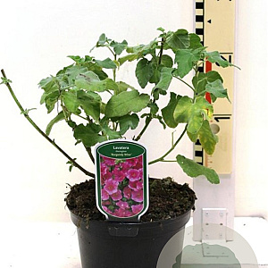 Lavatera 'Burgundy Wine' 20-30 cm 3,0L