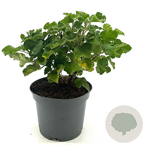 Lavatera Chamallow 20-25 cm 3,0L