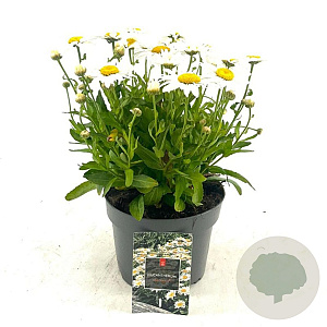 Leucanthemum (S) 'Madonna' GM 2,0L