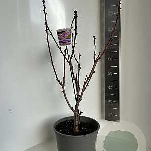 Prunus ser. 'Kanzan' 100-120 cm 10L