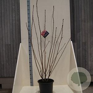 Prunus ser. 'Kanzan' 125-150 cm 20L meerstammig