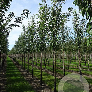 Prunus ser. 'Kanzan' 300-350 cm 50L meerstammig