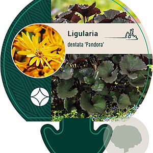 Ligularia d. 'Pandora' GM P9