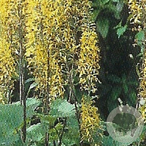 Ligularia stenoc. 'The Rocket' GM P9