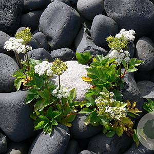 Ligusticum scoticum GM P9