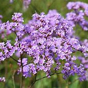 Limonium gmelinii Dazzle Rocks GM P9