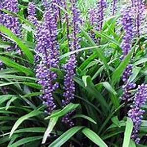 Liriope muscari 'Lilac Wonder' GM P9