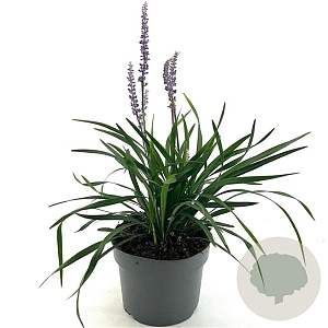 Liriope muscari 'Lilac Wonder' GM 2,0L