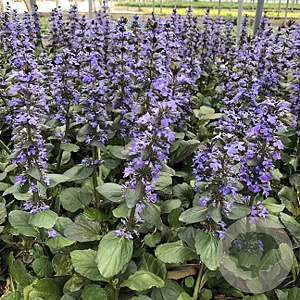 Ajuga reptans 'Catlin's Giant' GM P9 BIO
